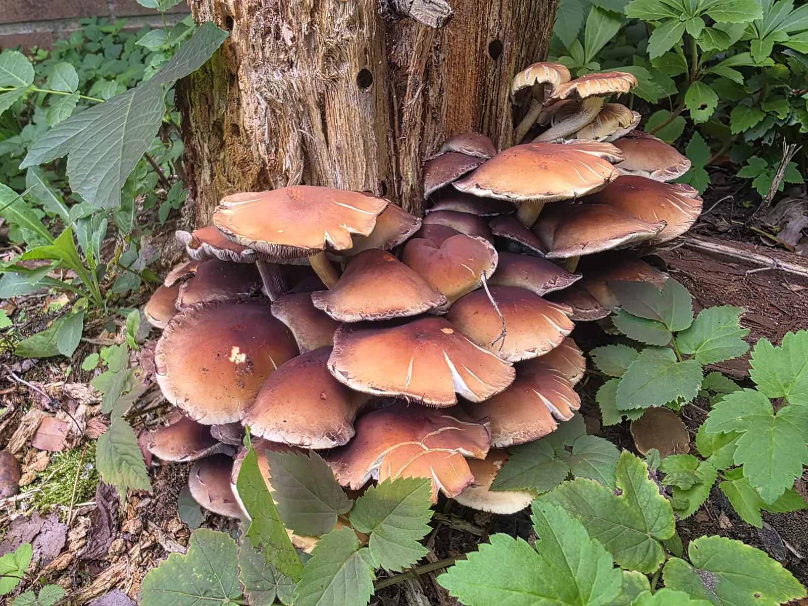 Paddenstoelen